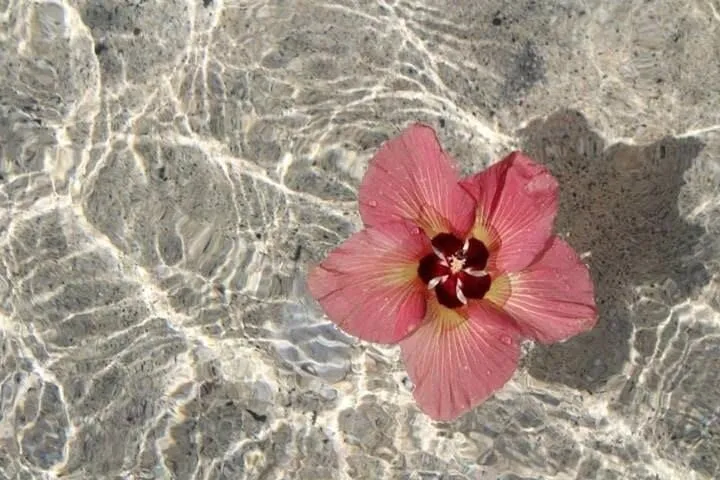 Roze bloem in helder water tijdens de wereldreis